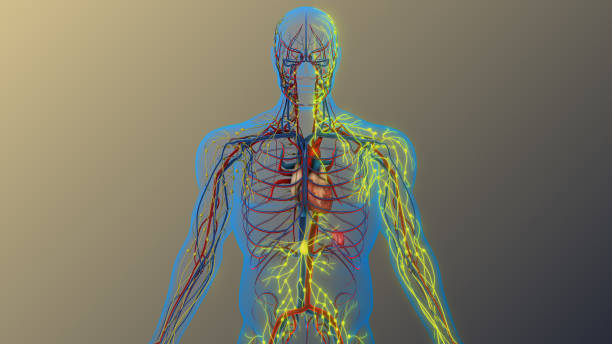 DRAINAGE LYMPHATIQUE MANUEL